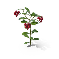 Cranberry Bush PNG & PSD Images
