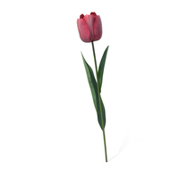 Pink Tulip Flower PNG & PSD Images