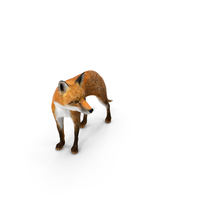 Red Fox Idle Pose PNG & PSD Images