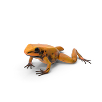 Frog PNG Images & PSDs for Download