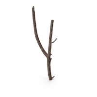 Twig Scanned PNG & PSD Images