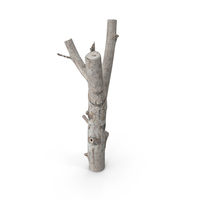 Twig Scanned PNG & PSD Images
