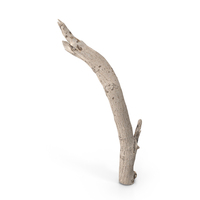 Twig Scanned PNG & PSD Images