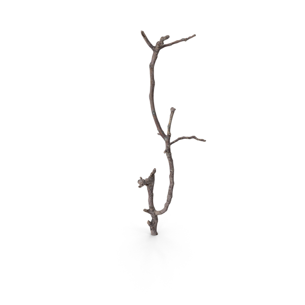 Twig PNG & PSD Images