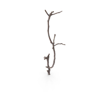 Twig PNG & PSD Images