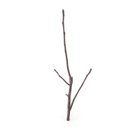 Twig Scanned PNG & PSD Images