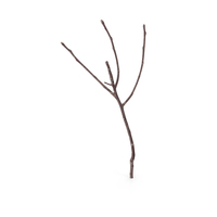 Twig PNG & PSD Images
