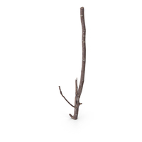 Twig PNG & PSD Images