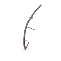 Twig Scanned PNG & PSD Images
