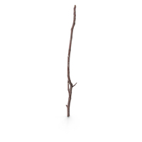 Twig Scanned PNG & PSD Images
