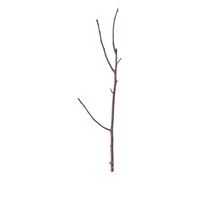 Twig Scanned PNG & PSD Images