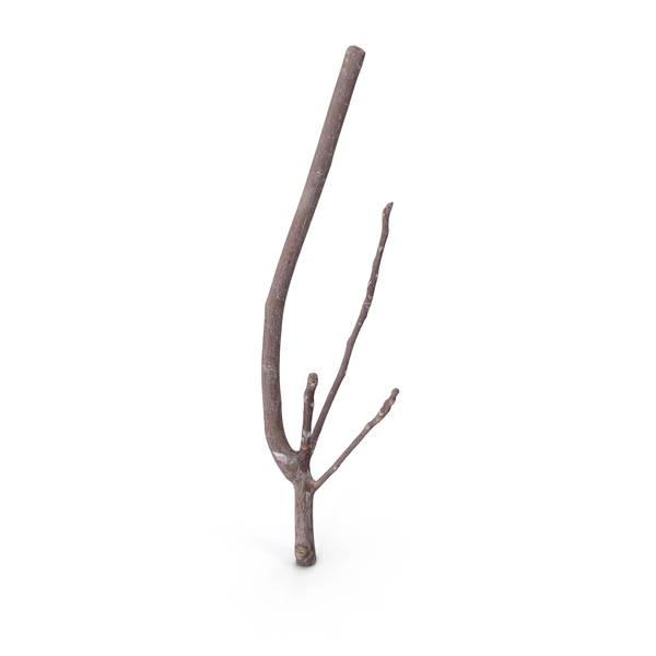 Twig Scanned PNG & PSD Images