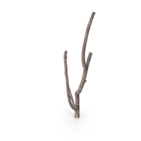 Twig Scanned PNG & PSD Images