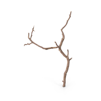 Twig Scanned PNG & PSD Images