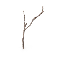Twig Scanned PNG & PSD Images
