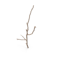 Twig Scanned PNG & PSD Images