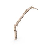 Twig Scanned PNG & PSD Images