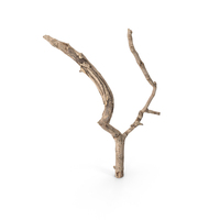 Twig PNG & PSD Images