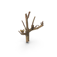 Twig Scanned PNG & PSD Images
