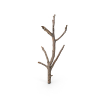 Twig Scanned PNG & PSD Images