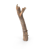 Twig Scanned PNG & PSD Images