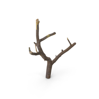 Twig Scanned PNG & PSD Images