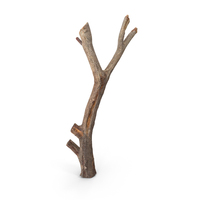 Twig Scanned PNG & PSD Images