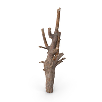 Twig Scanned PNG & PSD Images