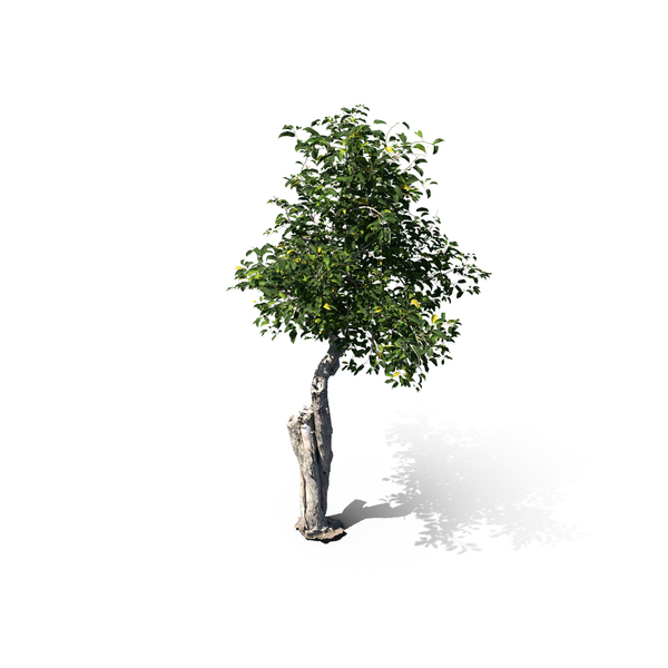 Apple Tree PNG & PSD Images