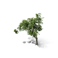 Apricot Tree PNG & PSD Images