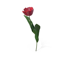 Pink Blooming Tulip Flower PNG & PSD Images