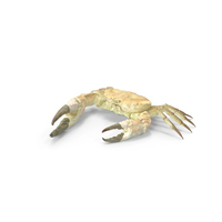Pseudocarcinus Gigas PNG & PSD Images