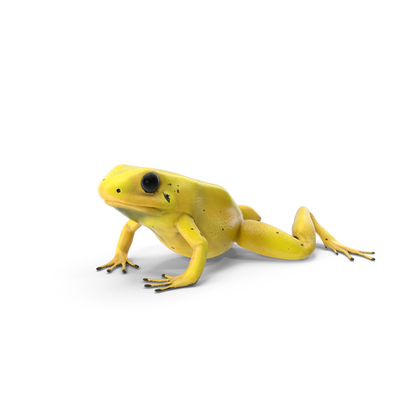 Golden Poison Arrow Frog Crawling Pose PNG & PSD Images