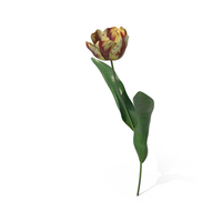 Blooming Banja Luka Tulip Flower PNG & PSD Images