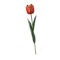 Red And Yellow Tulip Flower PNG & PSD Images