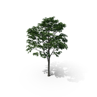 Tree Magnolia Liliflora PNG & PSD Images