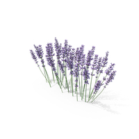 Cluster of Lavender Flower PNG & PSD Images
