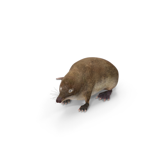 Desman Idle Pose PNG & PSD Images