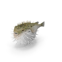 Inflated Puffer Fish PNG & PSD Images