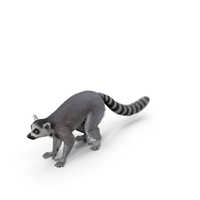 Lemur Fur PNG & PSD Images