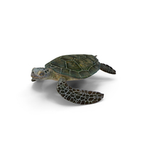 Realistic Green Sea Turtle PNG & PSD Images