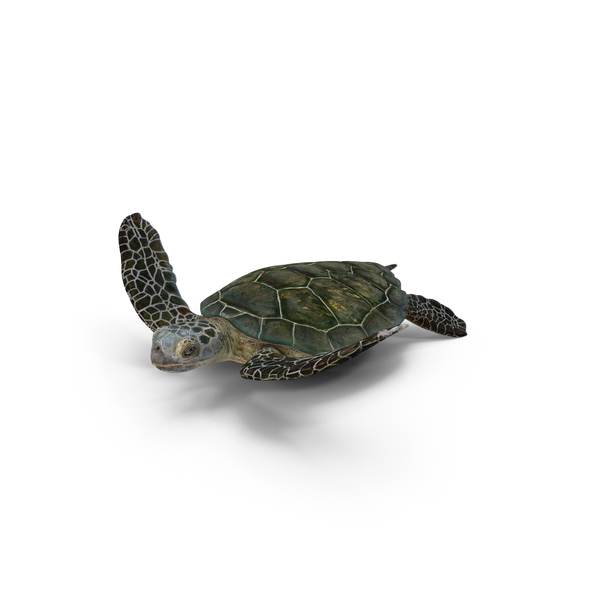 Realistic Sea Turtle PNG & PSD Images