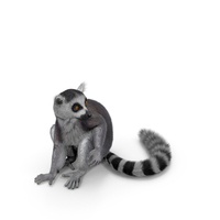 Ring-tailed Lemur Sitting Fur PNG & PSD Images