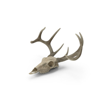 Deer Skull With Antlers PNG & PSD Images