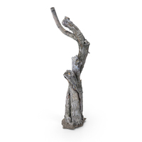 Tree Trunk PNG & PSD Images