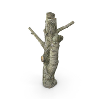Tree Trunk PNG & PSD Images