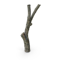 Tree Trunk PNG & PSD Images