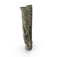 Tree Trunk PNG & PSD Images
