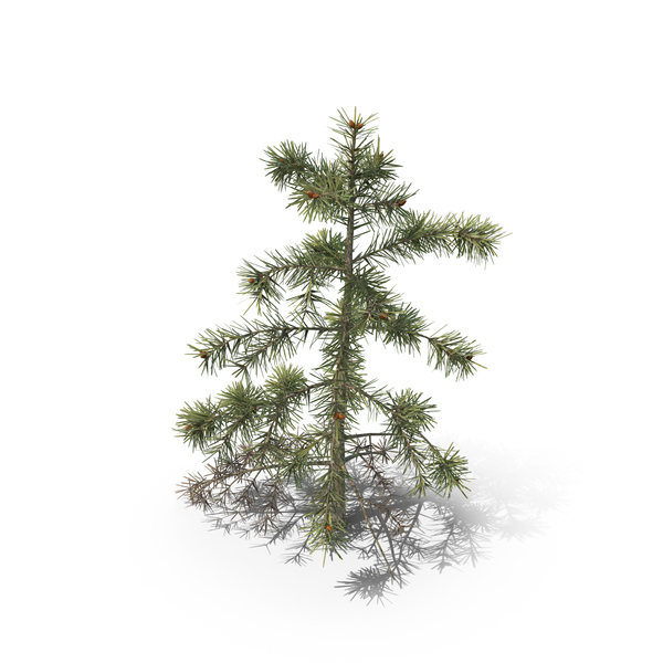 Spruce Sapling PNG & PSD Images