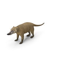 Mountain Coati Basic Pose PNG & PSD Images